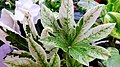 Variegated leaves of F. japonica 'Spider's Web'