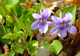 Illatos ibolya (Viola odorata)