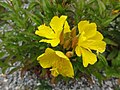 Oenothera fructicosa