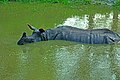 Indian rhinoceros