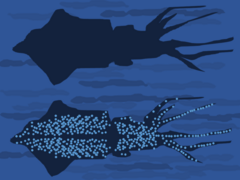 Principle of counter-illumination camouflage of the firefly squid, Watasenia scintillans. When seen from below by a predator, the animal's light helps to match its brightness and colour to the sea surface above.