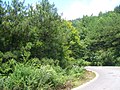 油松（Pinus tabuliformis），位于兴山县