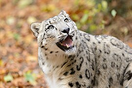 Snow leopard