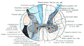 Projections of the spinal cord into the nerves (red motor, blue sensory)