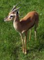 red-fronted gazelle