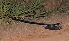 Long-trained nightjar