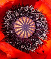 Papaver rhoeas