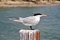 Royal Tern (Thalasseus maximus)