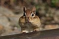 Image 7 Eastern chipmunk Photo: Simon Pierre Barrette The eastern chipmunk (Tamias striatus) is a chipmunk species native to eastern North America. Like other chipmunks, they transport food in pouches in their cheeks, as seen here. They eat bulbs, seeds, fruits, nuts, green plants, mushrooms, insects, worms, and bird eggs. More selected pictures