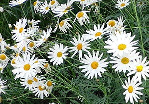 Argyranthemum frutescens