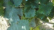 Bouillie bordelaise sur des grappes de raisin près de Monte Vibiano (Italie).