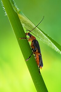 Cantharis livida