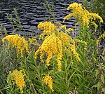 Goldenrod