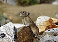 northern pika