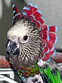 Pet parrot showing its fan