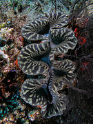 Giant clam black&white komodo