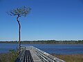 Boardwalk leading to the Bayou