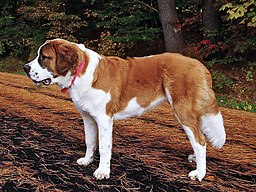 St. Bernard