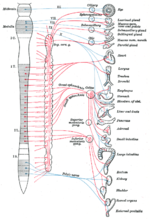 Thumbnail for Preganglionic nerve fibers