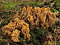 !Ramaria testaceoflava!