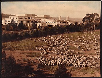 Photograph showing sheep near Parliament House, Canberra, taken by Albert R. Peters in the 1940s