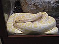 Python molurus