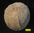 Trigonocarpus trilocularis Hildreth 1838. Fossil ovule showing stalk attachment. Massillon Sandstone (Upper Carboniferous), NE Ohio.