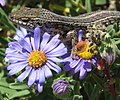 Image 22 Cape skink Cape skink – Trachylepis capensis. Close-up on purple Aster flowers. More selected pictures