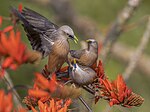 Thumbnail for File:Chestnut-tailed starling - কাঠ শালিক.jpg