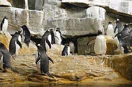 Southern rockhoppers and gentoos at the penguin habitat.