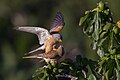 Image 7 Lesser kestrel Photograph: Pierre Dalous Mating lesser kestrels (Falco naumanni) in Hérault, France. The breeding range of this small bird of prey goes from the Mediterranean across southern central Asia to China and Mongolia. More selected pictures