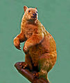 Doria's tree-kangaroo