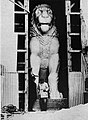 The imposing size of the lion in an early picture following its restoration