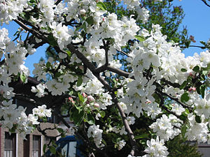 Procvetalo jabukovo drvo