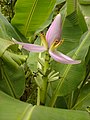 苞が開いて花が露出する