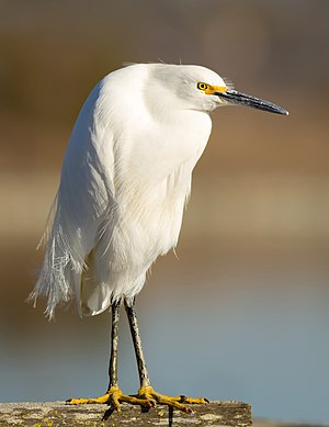 Snowy egret