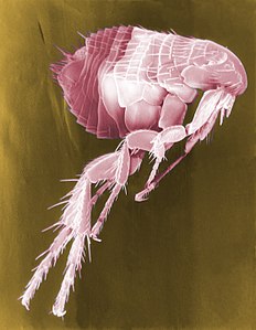 False colour scanning electron micrograph of an unidentified Siphonaptera (Flea)