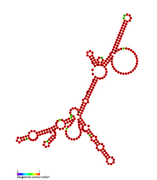 RsaJ: Secondary structure of RsaJ. Rfam family RF01822