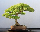 Trident Maple