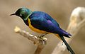 Golden Breasted Starling