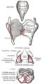 Les cartilages du larynx. Vue postérieure.