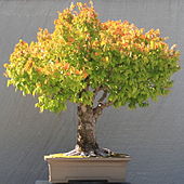 Broom-style zelkova