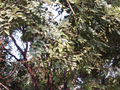 Foliage and seed pods