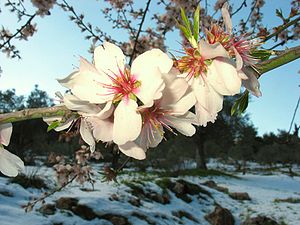 Almond in Jerusalem