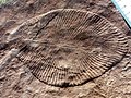 Image 22Dickinsonia costata from the Ediacaran biota (c. 635–542 mya) is one of the earliest animal species known. (from Animal)