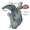 Cloaca of human embryo from twenty-five to twenty-seven days old.