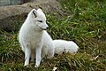 Arctic fox