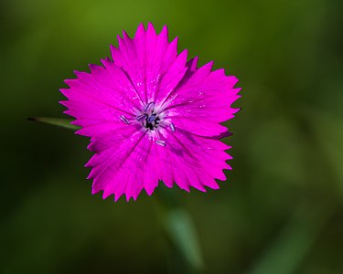 Dianthus carthusianorum (Carthusian Pink)