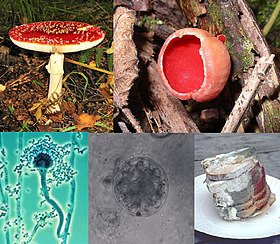 Seened ülevalt vasakult päripäeva lugedes (sulgudes hõimkond): punane kärbseseen (kandseen); verev karikseen (kottseen); Rhizopus stolonifer (ikkesseen); hütriid; perekonna Aspergillus koniid.