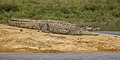 mugger crocodile